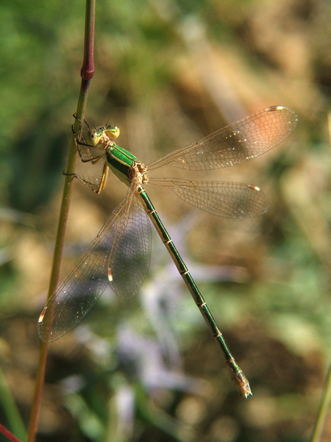 Hembra de Lestes barbarus Lestes barbarus